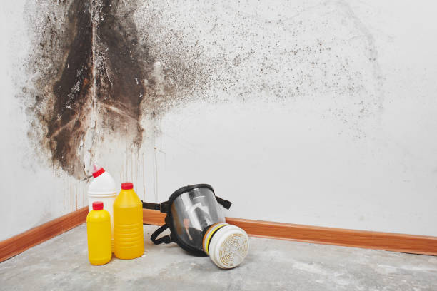 Professional Mold Remediation in Price, UT